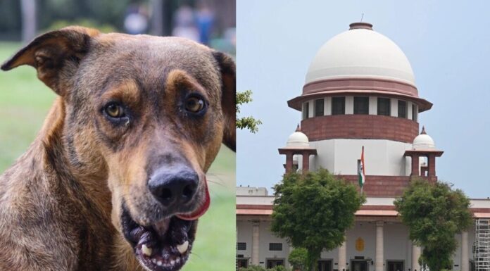 सुप्रीम कोर्ट ने कुत्तों के हमलों पर जताई नाराज़गी, कहा—देश की छवि हो रही धूमिल, सभी राज्यों को तलब किया